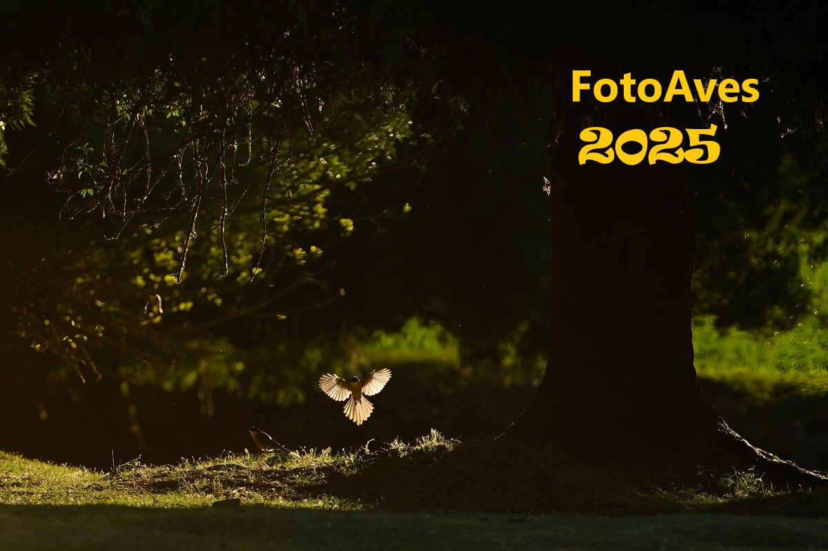 FotoAve