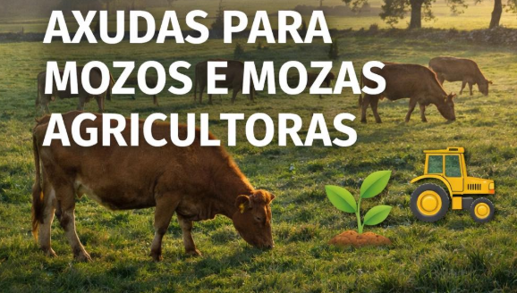 bolsas