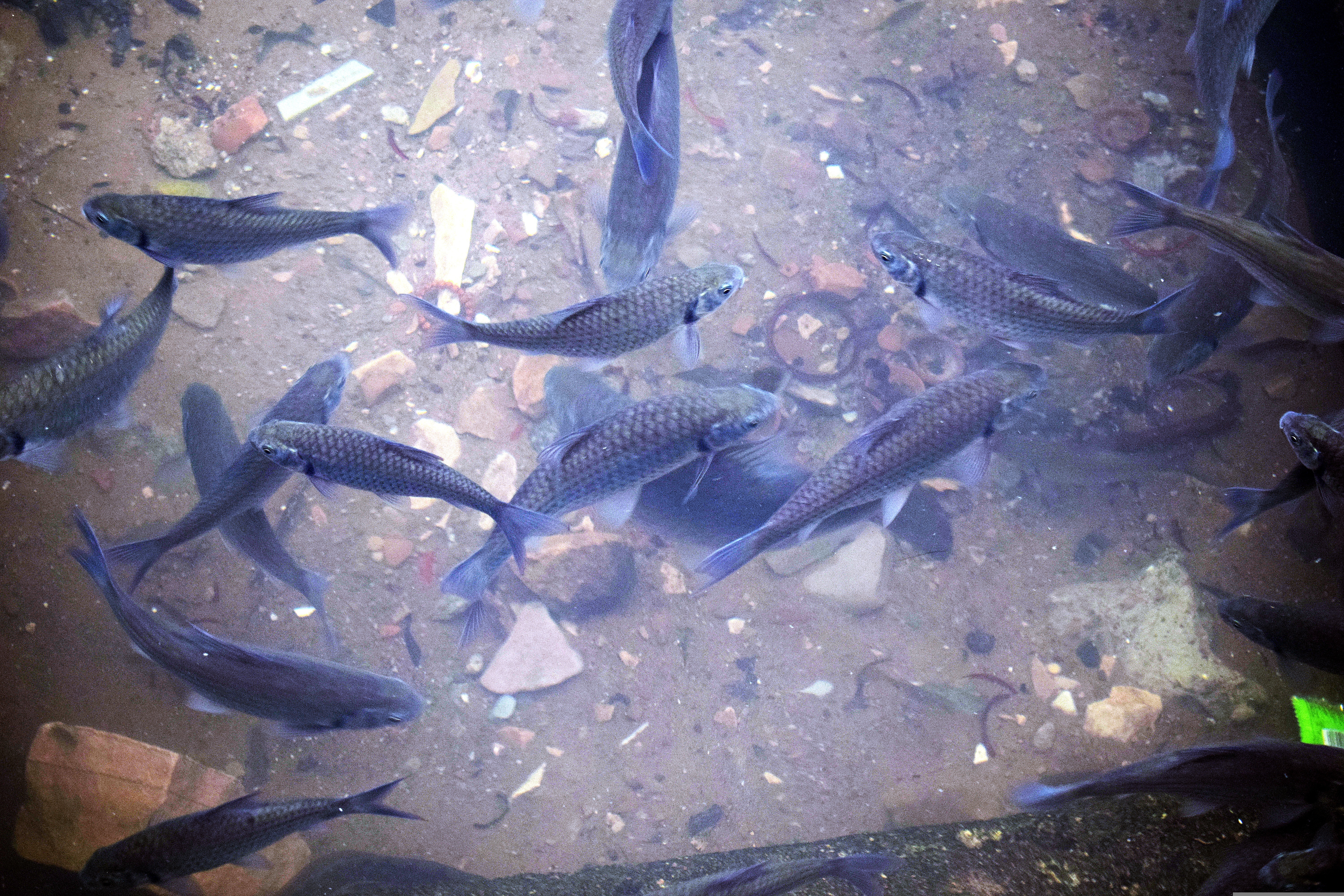 acuicultura